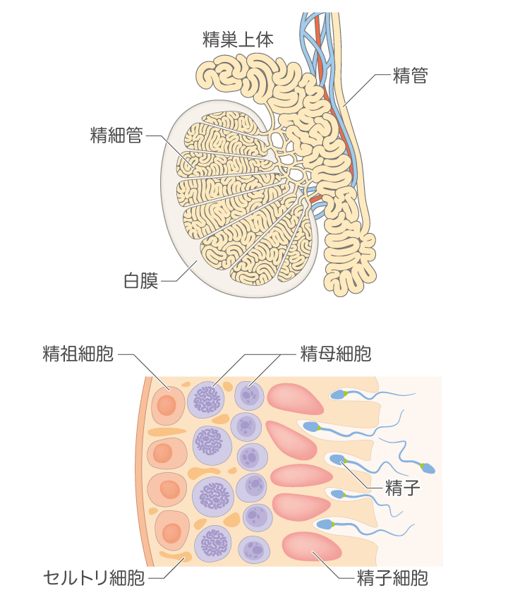 精子の形成図